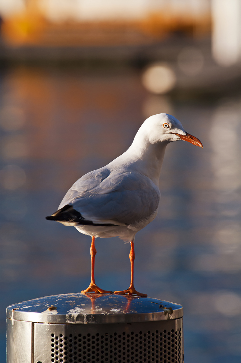 AUANIMAL0029web