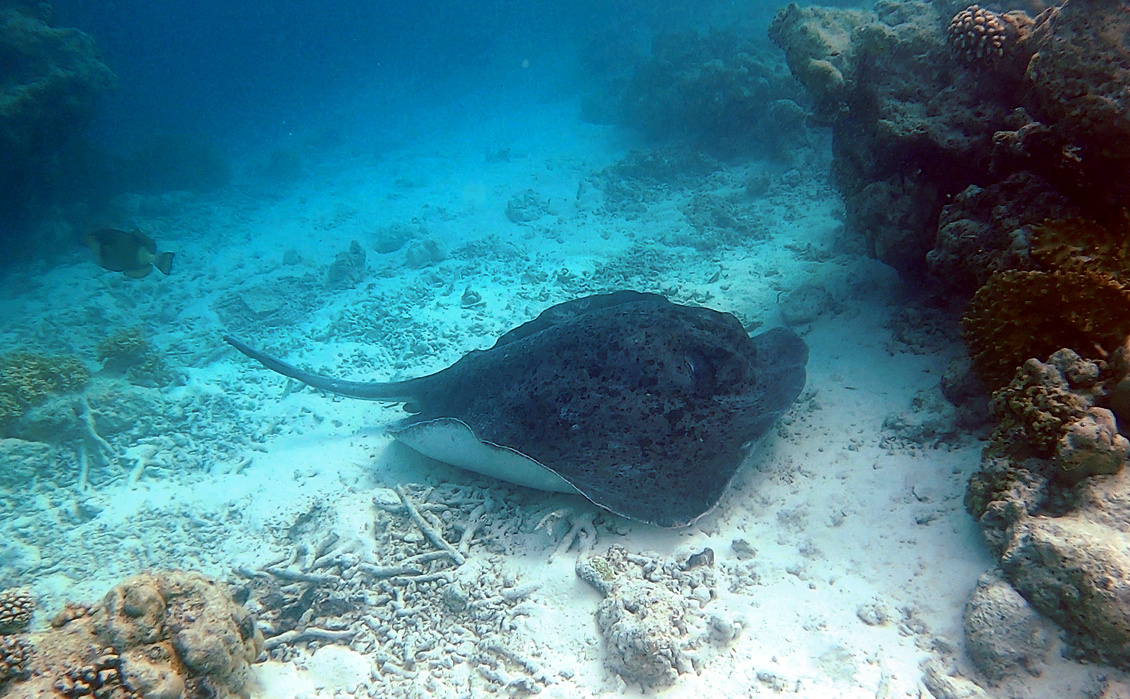 Stingray02