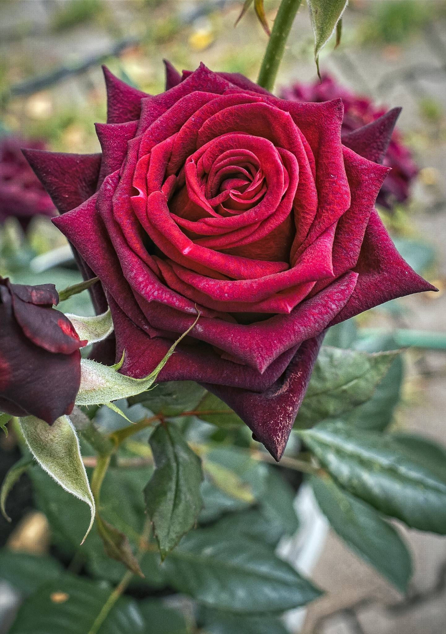  R007411 2w